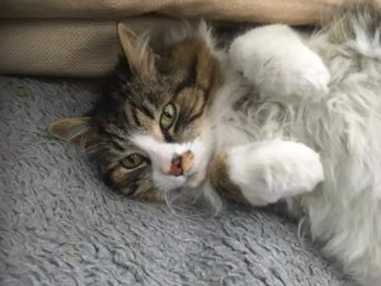 Charlie-Cat-300x225.jpg